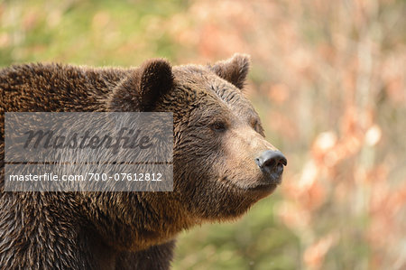 Close-up Portrait of a Eurasian brown bear (Ursus arctos arctos) in a forest in spring, Bavarian Forest National Park, Bavaria, Germany
