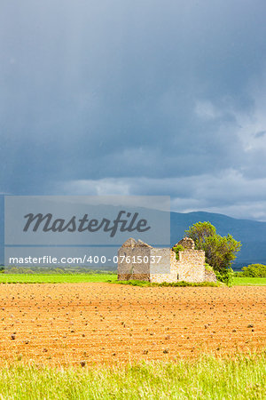 field with a ruin of house and tree, Plateau de Valensole, Provence, France