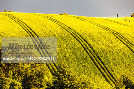 spring field with trees, Plateau de Valensole, Provence, France