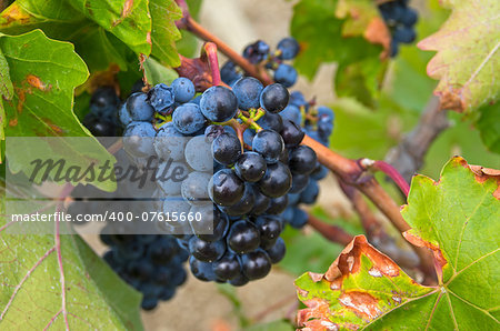 Ripe clusters of dark blue grapes. Crimea, September.