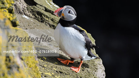 Puffin on the cliffs of Latrabjarg in the Westfjords of Iceland