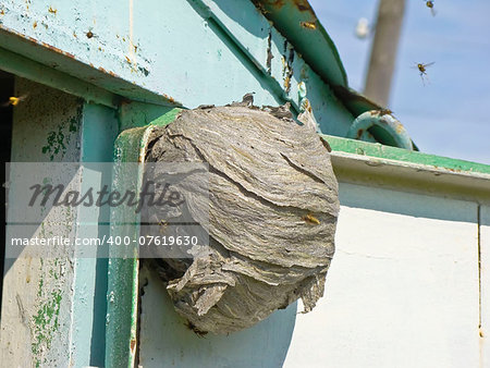 Wasp beehive that being built in the house.
