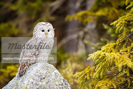 The Ural Owl or Strix uralensis on the rock