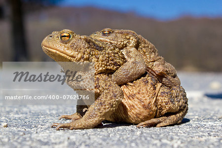 Pair of brown Frogs in the nature