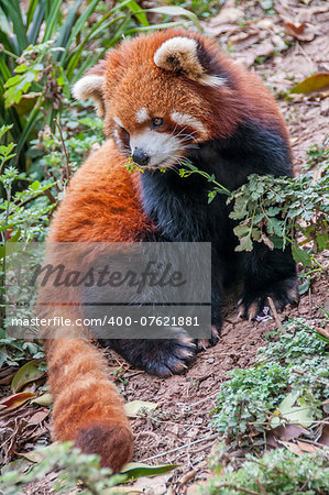 A red panda in Sichuan provence China