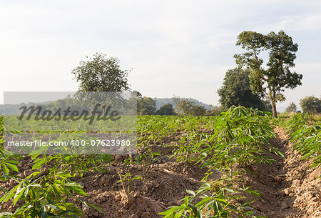 Green of cassava or manioc field in Thailand.