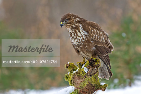 Photo of common buzzard in winter