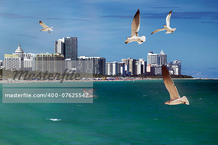 Seagulls flying over the ocean at Miami Beach.