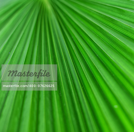 Closeup detail of palm tree leaf. Green background.