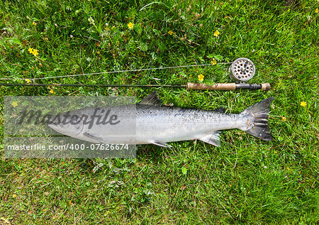 Atlantic salmon and fly rod on the river bank