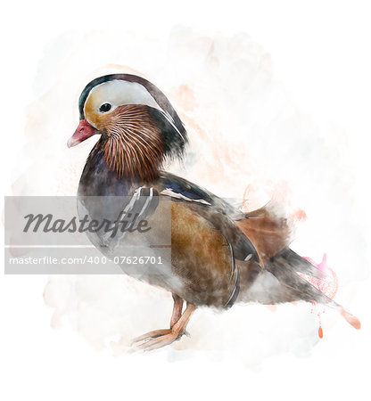 Watercolor Digital Painting Of A Mandarin Duck Watercolor Digital Painting Of A Mandarin Duck