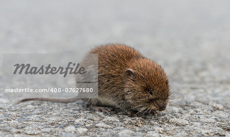 A common vole rests on a country road.