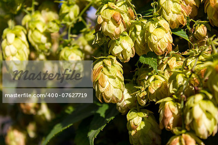 Flowering Vine trudging wild hops on the fence