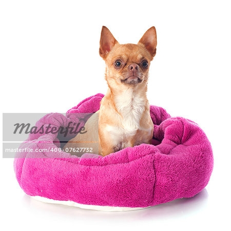 chihuahua in dog bed in front of white background