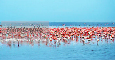 Flocks of flamingo. Africa. Kenya. Lake Nakuru Flocks of flamingo. Africa. Kenya. Lake Nakuru