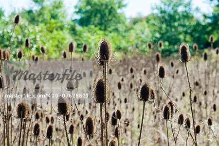 Field of dry brown spiny teasel seed pods against forest.