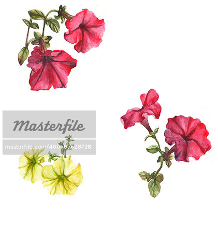 Watercolor petunias on the white background.  Pink and yellow