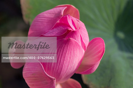 Overhead view of a beautiful deep pink water lily bud just starting to open its petals with a large green lily pad in the background