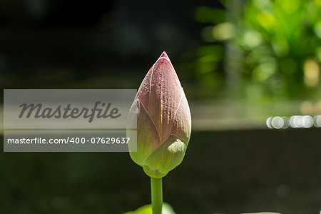 Beautiful fragrant pink water lily blooming above the wide green lily pads floating on the surface of the pond in the tropical sunshine