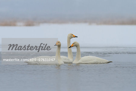 Whooper Swan (Cygnus cygnus) in winter.  Location: Comana Natural Park, Romania