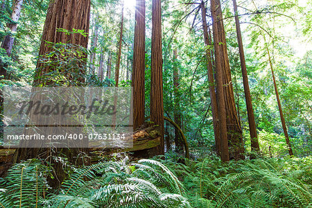 picture of coastal redwood forest in california