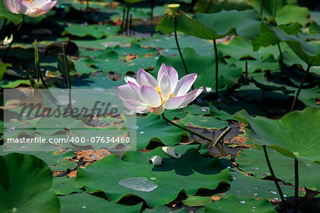 Pink water lilly - detail of a beautiful water lotos in bloom