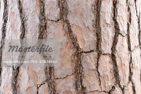 Detail of Scots Pine (Pinus sylvestris) Tree Bark in Spring, Styria, Austria