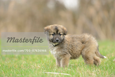 Close-up of Mixed Breed Puppy in Garden in Spring, Upper Palatinate, Bavaria, Germany