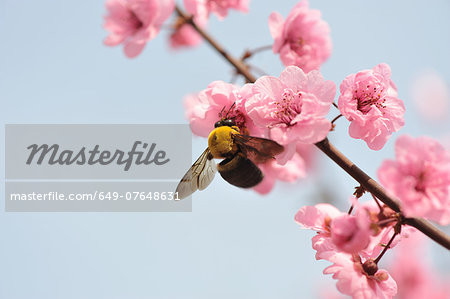 Close up of bee feeding on peach blossom