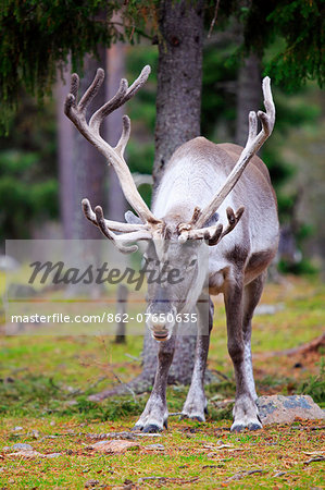 Europe, Finland, Lapland, Salla, Salla Reindeer Park, a large male reindeer with fur-covered antlers in Taiga woodland