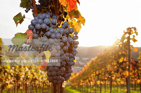 Vineyards with red wine grapes in autumn at sunset, Esslingen, Baden Wurttemberg, Germany, Europe