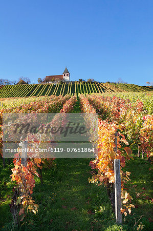 Vineyards at Michaelsberg Mountain with Michaelskirche Church, Cleebronn, Zabergau, Heilbronn District, Baden Wurttemberg, Germany, Europe