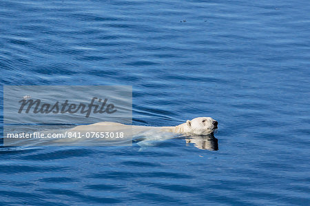 Adult polar bear (Ursus maritimus) swimming in open water, Cumberland Peninsula, Baffin Island, Nunavut, Canada, North America