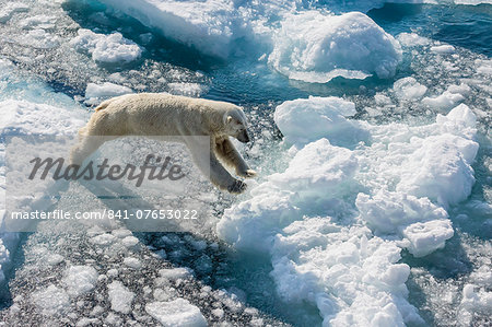 Adult polar bear (Ursus maritimus) on ice floe, Cumberland Peninsula, Baffin Island, Nunavut, Canada, North America