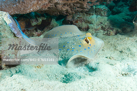 Blue spotted ribbontail ray (Taeniura lemma) feed on small creatures under the sand in the Red Sea, Marsa Alam, Egypt, North Africa, Africa