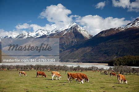 Hereford cattle in Dart River Valley near Glenorchy, Queenstown, South Island, New Zealand, Pacific