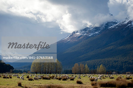 Sheep in Dart River Valley, Glenorchy, Queenstown, South Island, New Zealand, Pacific