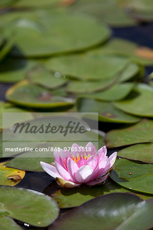 Water lily at Rapaura Water Gardens, near Thames, Coromandel Peninsula, Waikato, North Island, New Zealand, Pacific