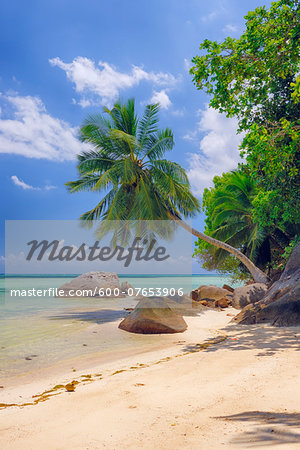 Rocks and Palm Trees at Beach, Anse a la Mouche, Mahe, Seychelles