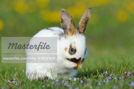 Baby Rabbit cleaning Face in Flower Meadow in Spring, Bavaria, Germany