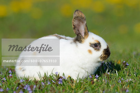 Baby Rabbit in Flower Meadow in Spring, Bavaria, Germany