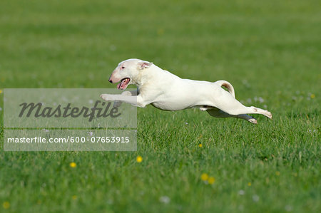 English Bull Terrier Running in Meadow, Bavaria, Germany