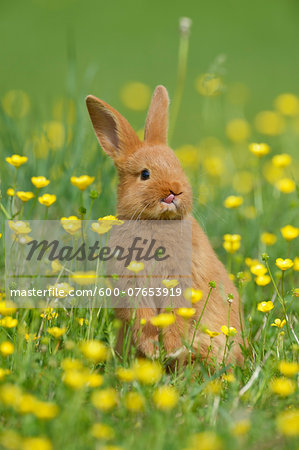 Baby Rabbit Standing on Hind Legs in Buttercup Meadow in Spring, Bavaria, Germany Baby Rabbit Standing on Hind Legs in Buttercup Meadow in Spring, Bavaria, Germany