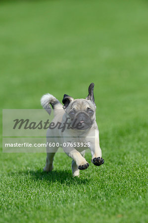 Pug Running in Meadow, Bavaria, Germany