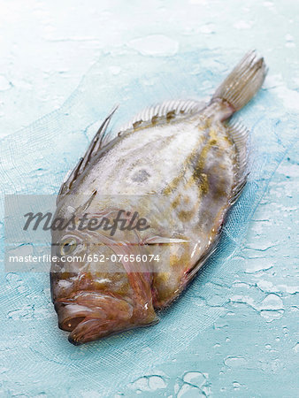 John Dory