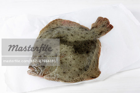 Whole raw turbot