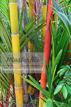 Detail of Bamboo, Pulau Pangkor, Perak, Malaysia