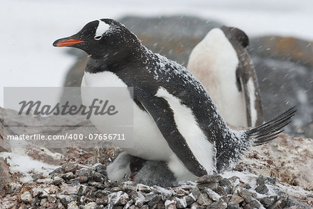 Gentoo Penguin with chicks in the nest during a snowfall