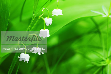 Charming lily of the valley with sun beams