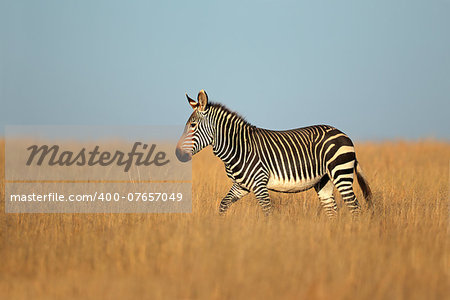 Cape Mountain Zebra (Equus zebra), Mountain Zebra National Park, South Africa